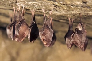 bats hanging on wall