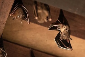 bats hanging in attic width=