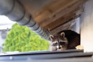  raccoon in house