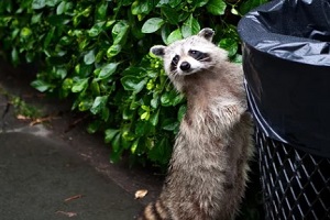 raccoon searching trashcan