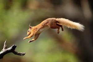 squirrel jumping on the tree