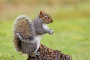 squirrel on green blur background