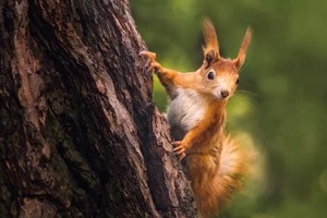 squirrel on tree