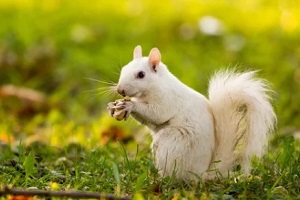 white squirrel in the garden