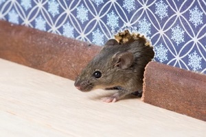 rat coming out from wall