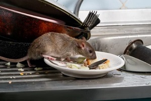 rat eating from waste plate