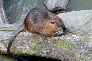 a brown rodent on tree log in Bedford, MA