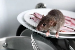 rodent on kitchen plates in MA