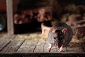 rat on wooden table