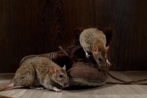 two rats near brown boots on the gray floors in Massachusetts 