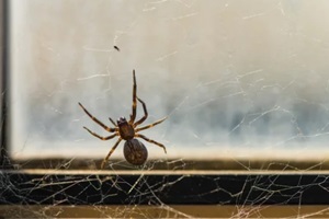 brown house spider on windowsill
