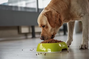 serene dog tasting delicious meal