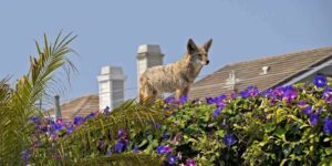 coyote standing on top of wall covered in morning glories with two-story homes in the background