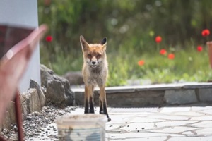 fox in the near of a house