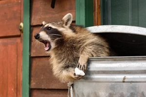 raccoon in trash can leans out mouth open autumn