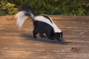 skunk in backyard patio