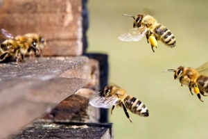 group of honeybees