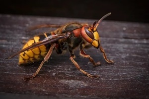 large yellow hornet, a spring insect, sits on a tree