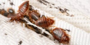 bedbugs colony on the matress cloth macro