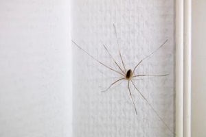 long legged spider on a white wall