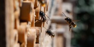 mason bees at an insect hotel in spring