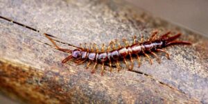 centipede close-up