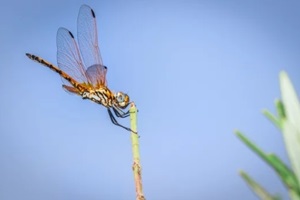 orange wandering glider dragonfly