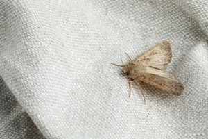 paradrina clavipalpis moth on white cloth, one of the common bugs in massachusetts