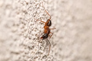 closeup of a banded sugar ant