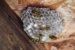 wasps nest in the attic