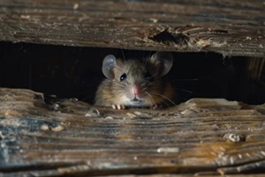 small mouse peeking through a hole in a wooden structure