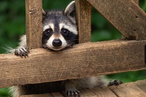 baby raccoon looking form wooden fence