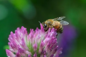 bee sucking nectar from flowers