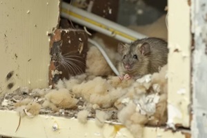 brown rat nests within house insulation