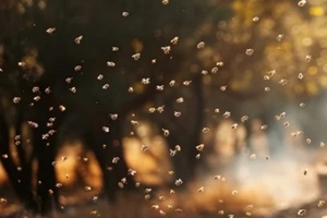 honeybees flying in a forest