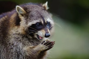 portrait image of raccoon