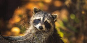 raccoon in tree