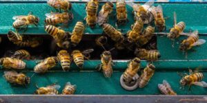 swarm of honey bees flying around beehive