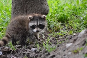 baby raccoon explores barn yard