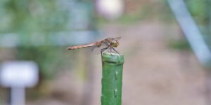 autumn red dragonfly