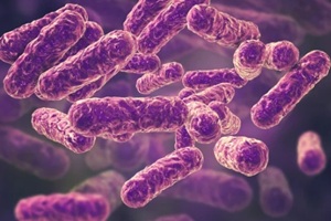 Bartonella henselae bacteria