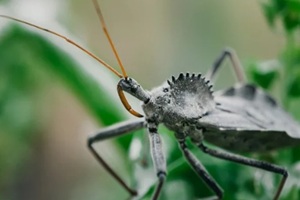 sting bug on grass leaves