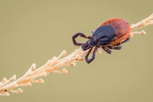 tick on dry grass