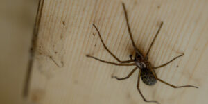 big spider on wooden roof