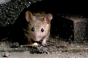 rodent coming out of old stairs