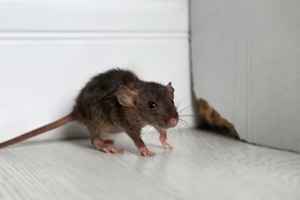 rodent soptted in a house