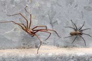 two spiders on an old wall