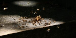 termites on an old wood