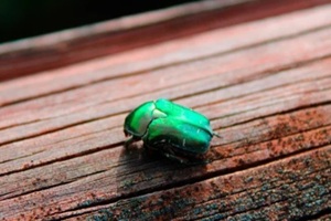 green beetle