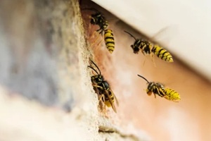 wasps, common spring bugs, causing problem by building nest under roof of house